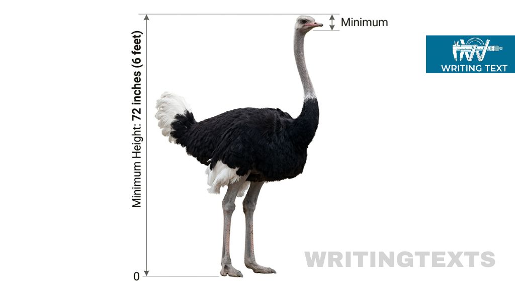 Adult Male Ostrich 72 Inches Tall