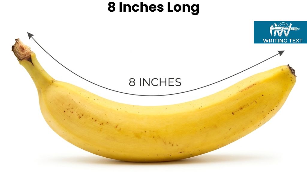 Large Banana That Is 8 Inches Long or Big