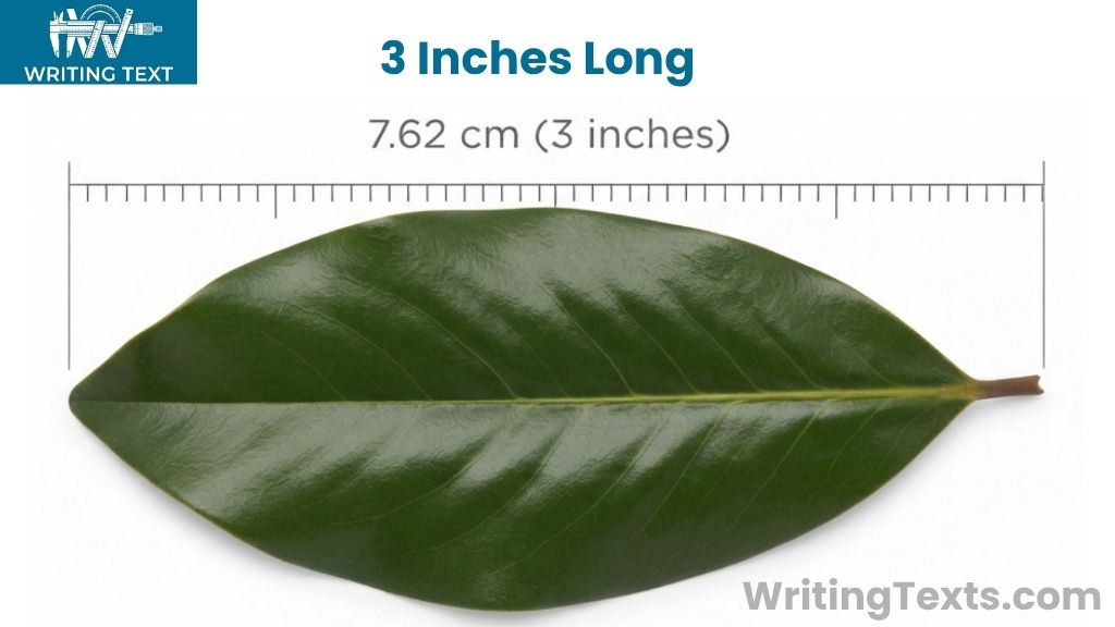 Mature Southern Magnolia Leaf Width That Is 3 Inches Long